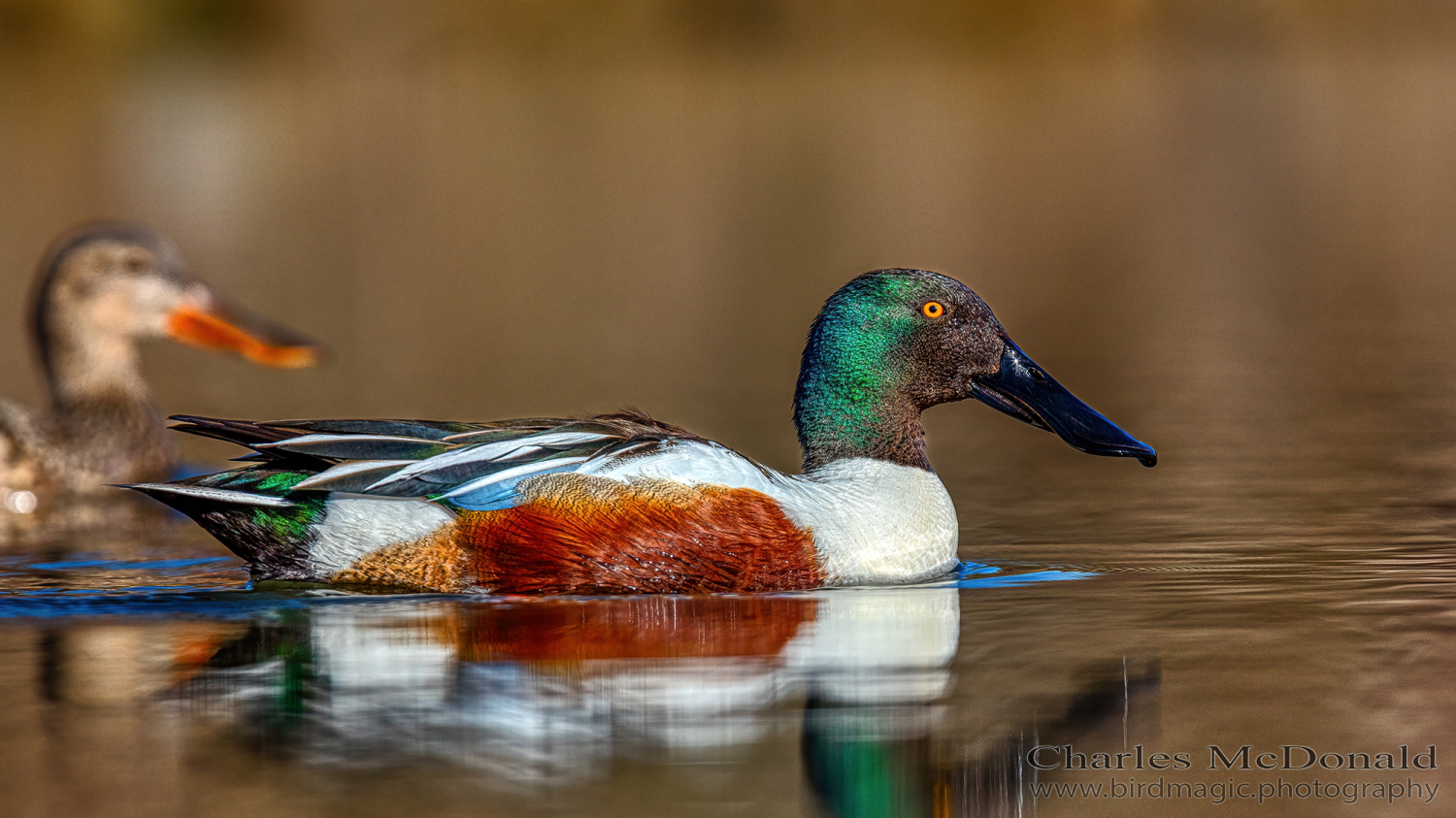 Northern Shoveler