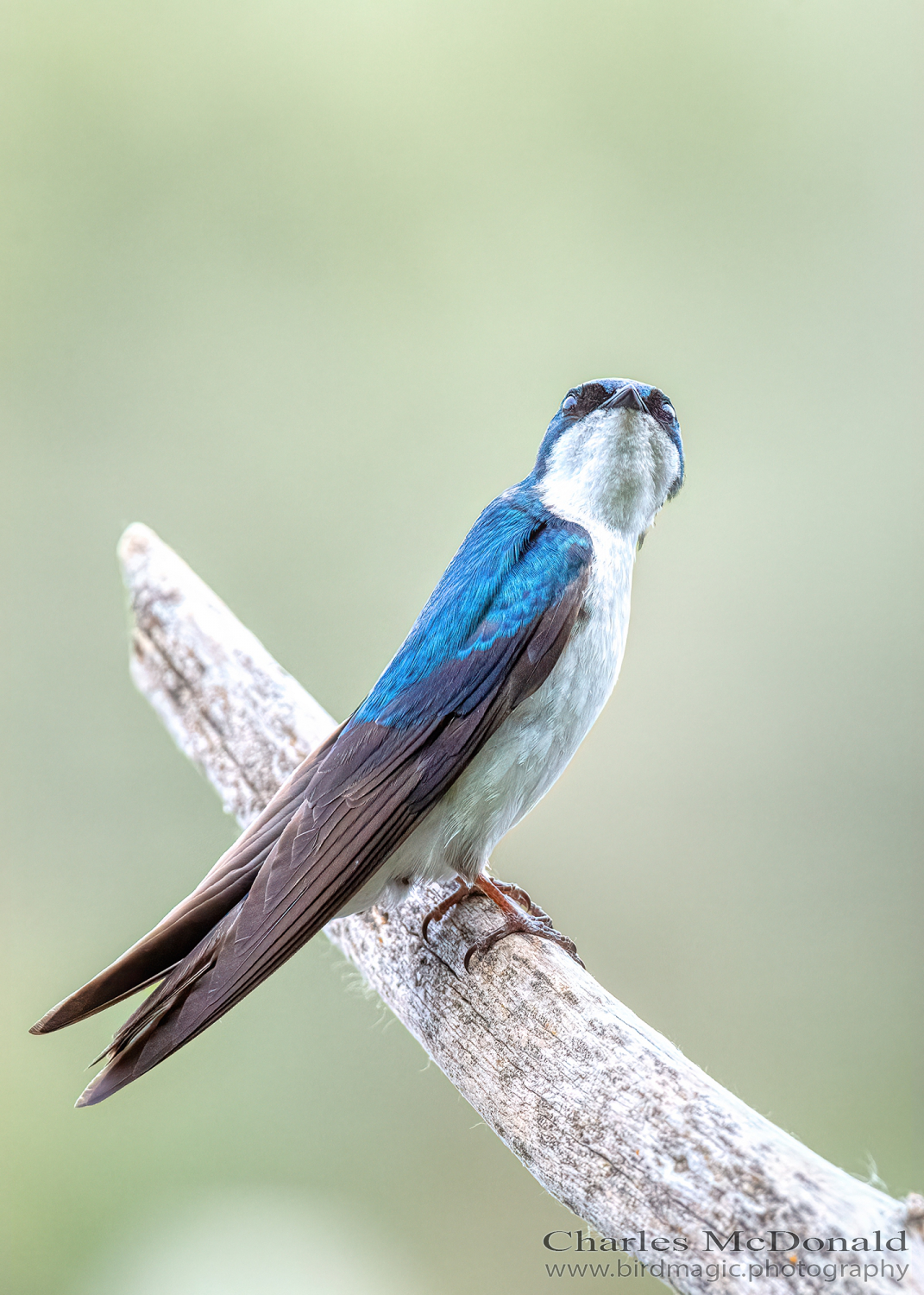 Tree Swallow