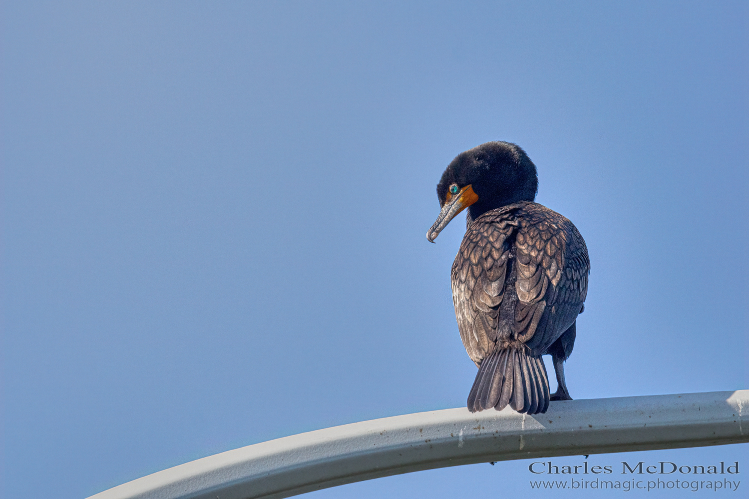 Double-crested Cormorant