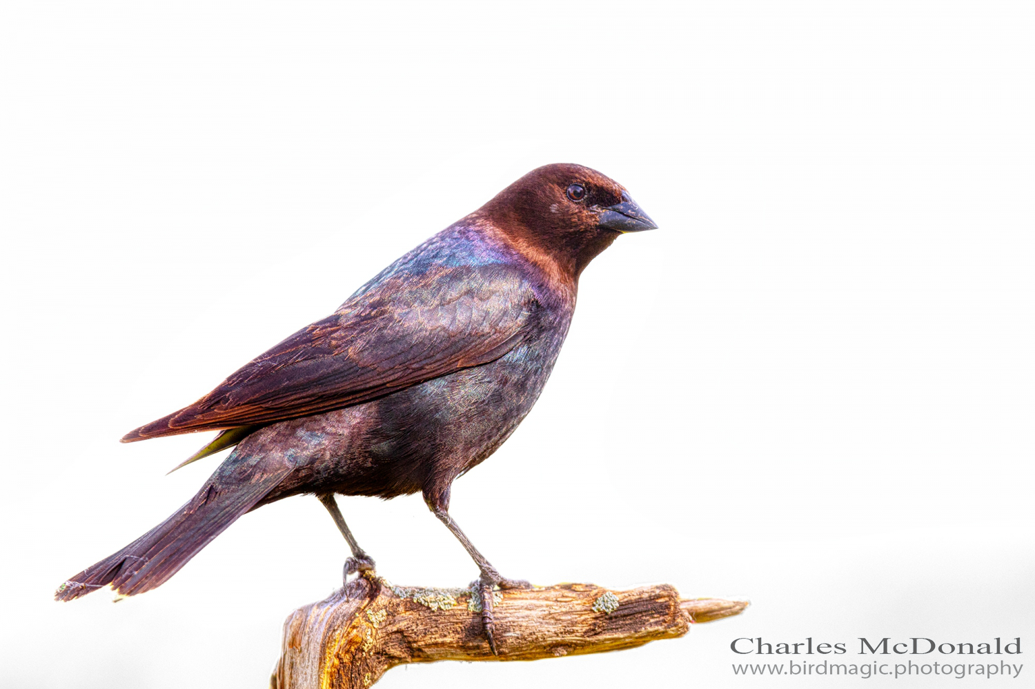 Brown-headed Cowbird