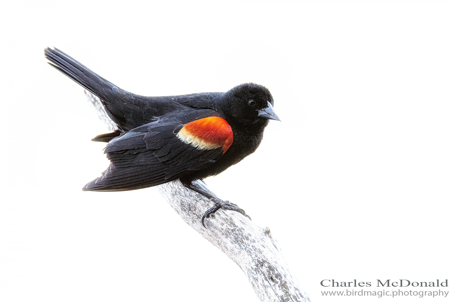 Red-winged Blackbird