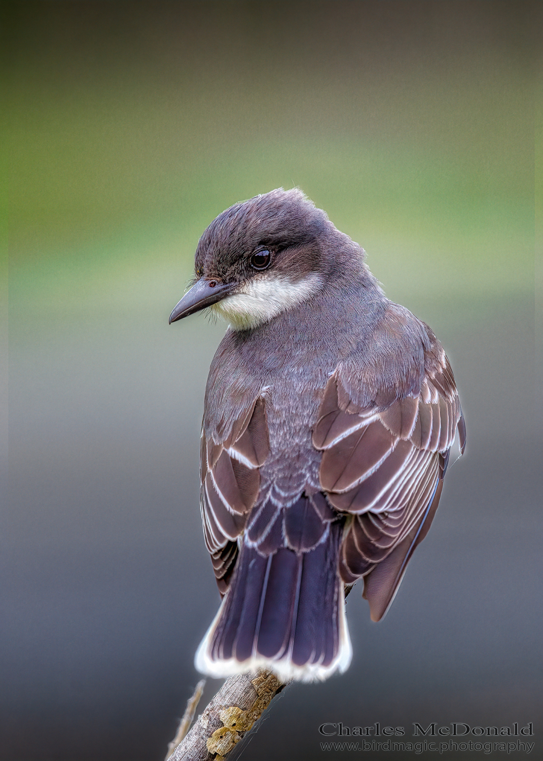 Eastern Kingbird