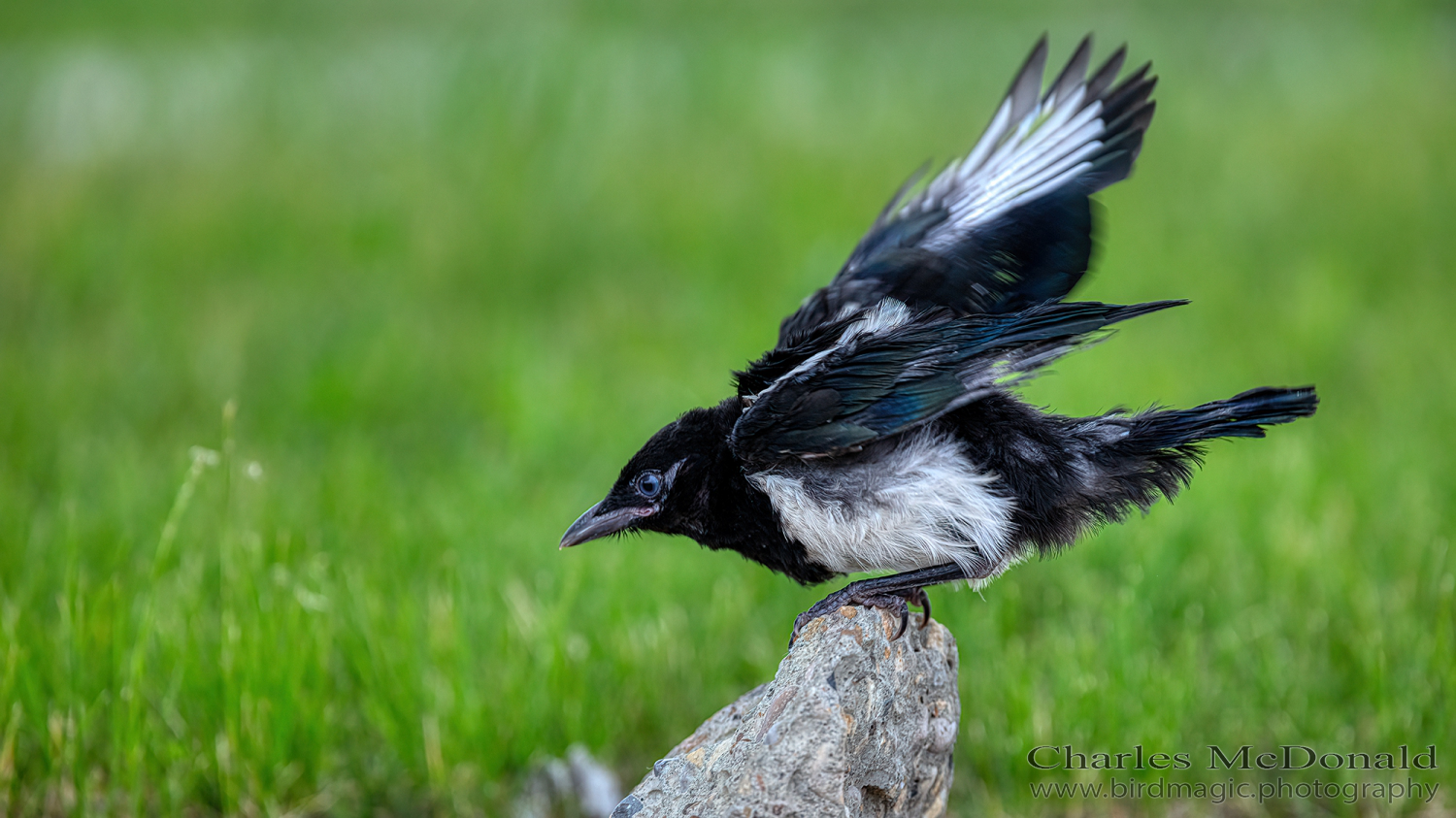 Black-billed Magpie