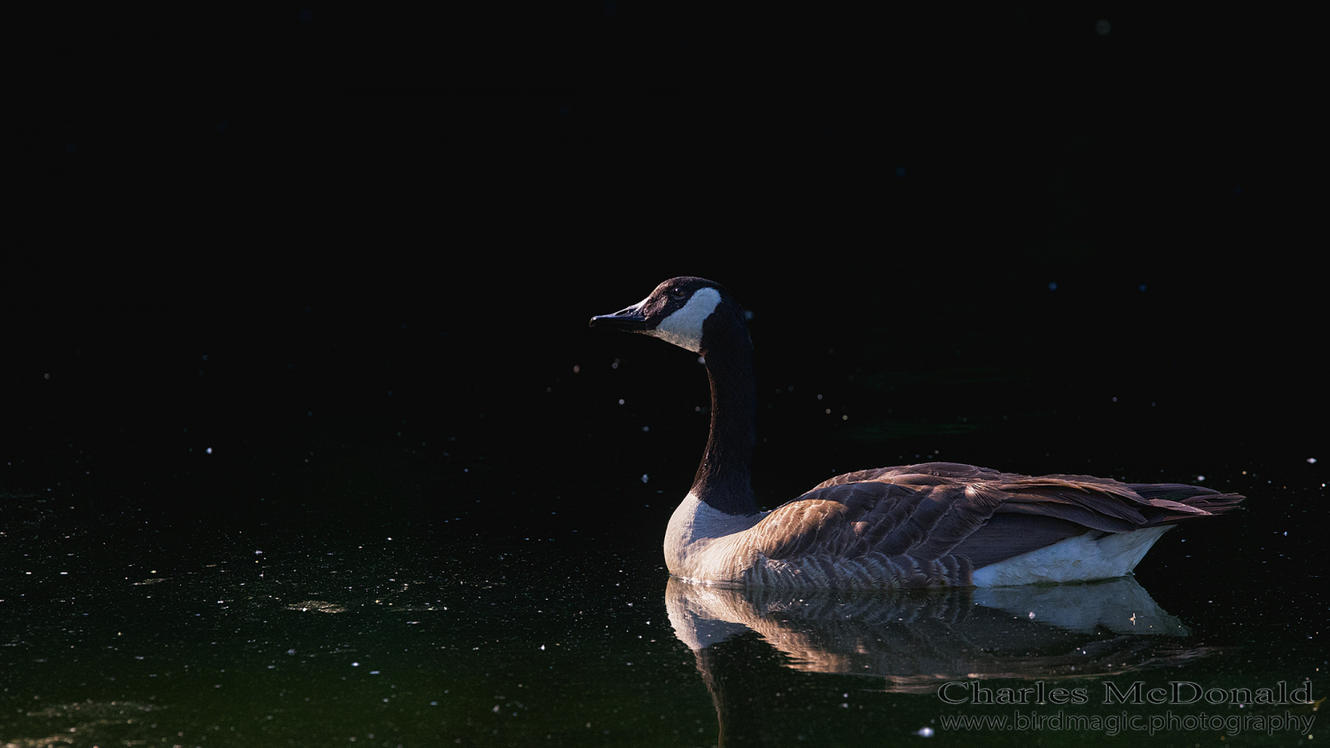 Canada Goose