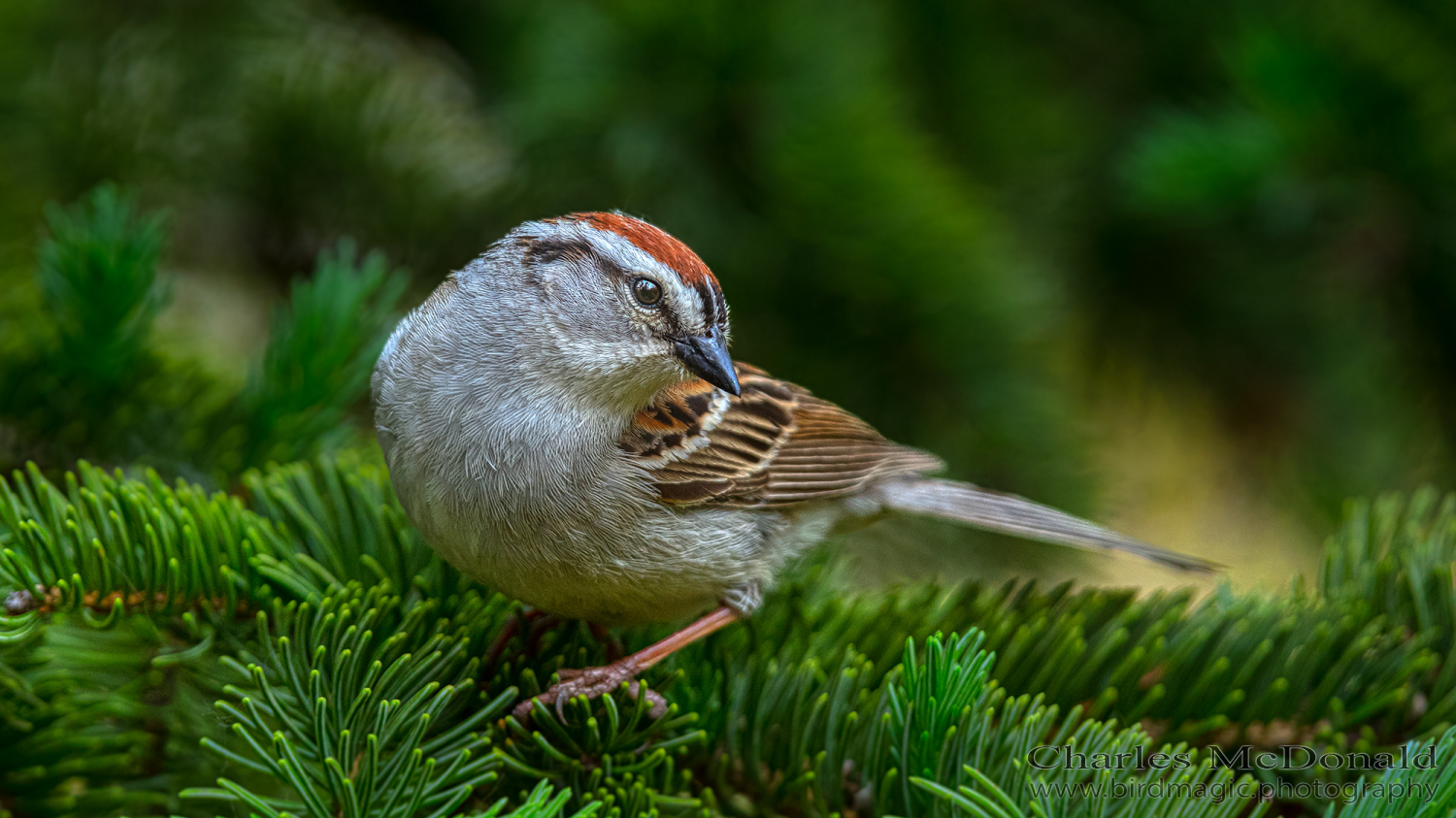 Chipping Sparrow