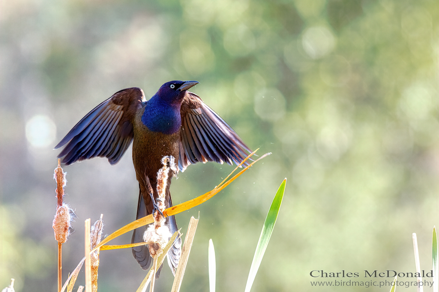 Common Grackle