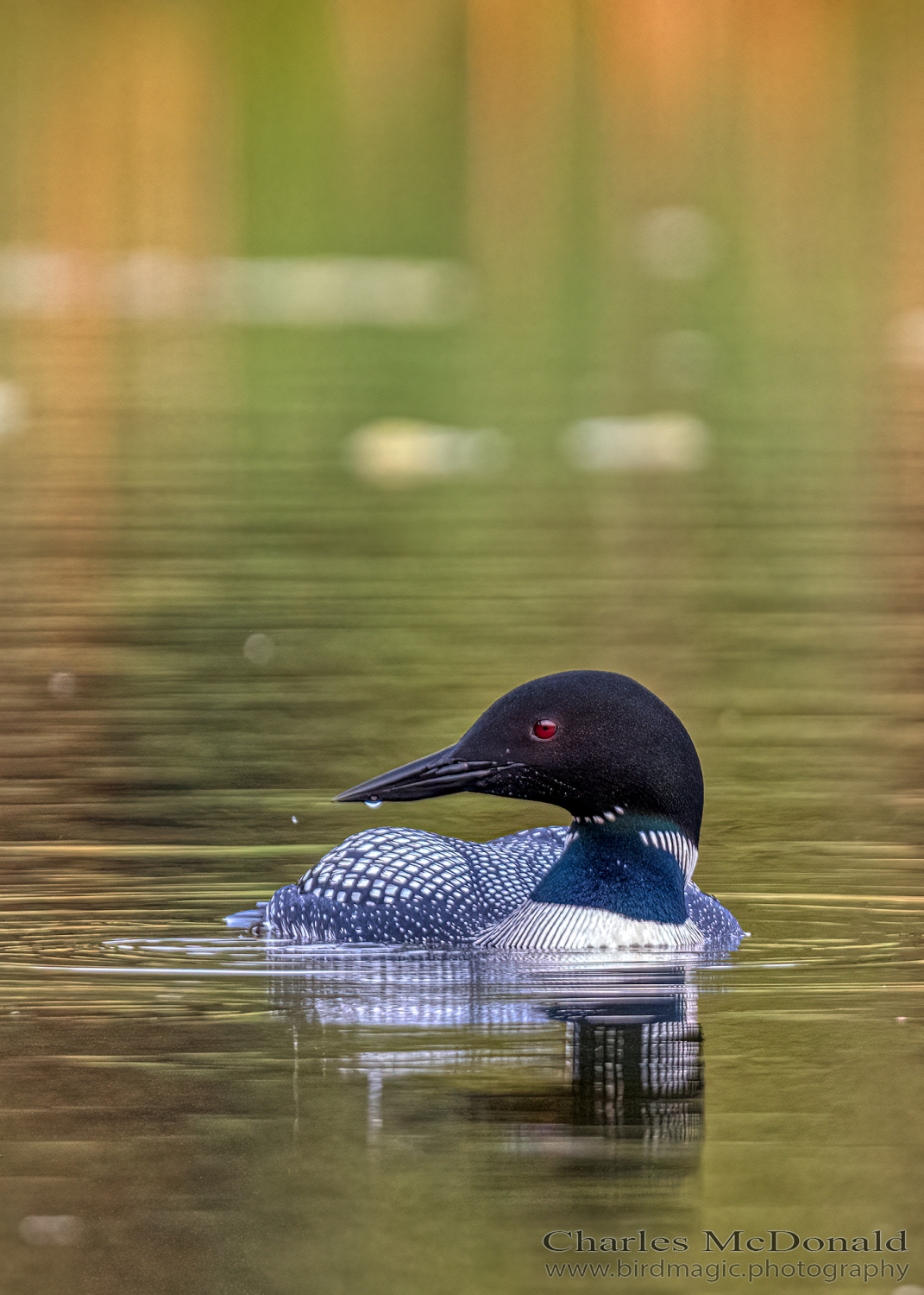 Common Loon