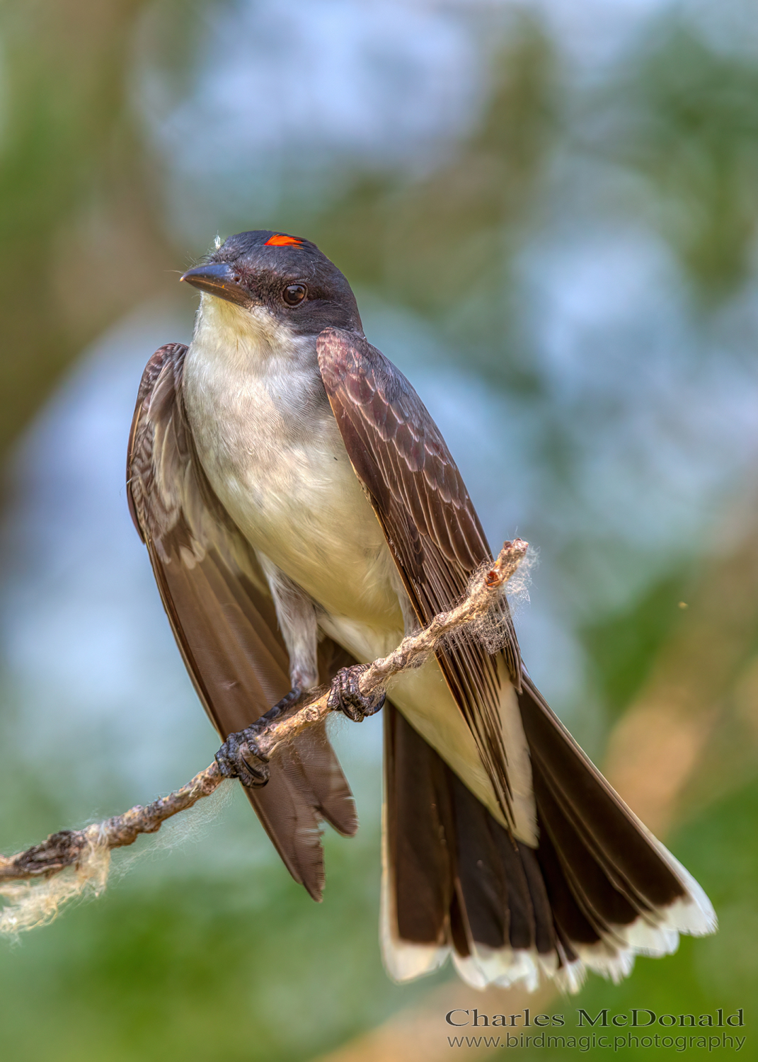 Eastern Kingbird