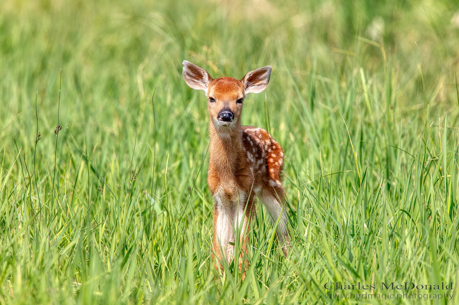 White-tailed deer