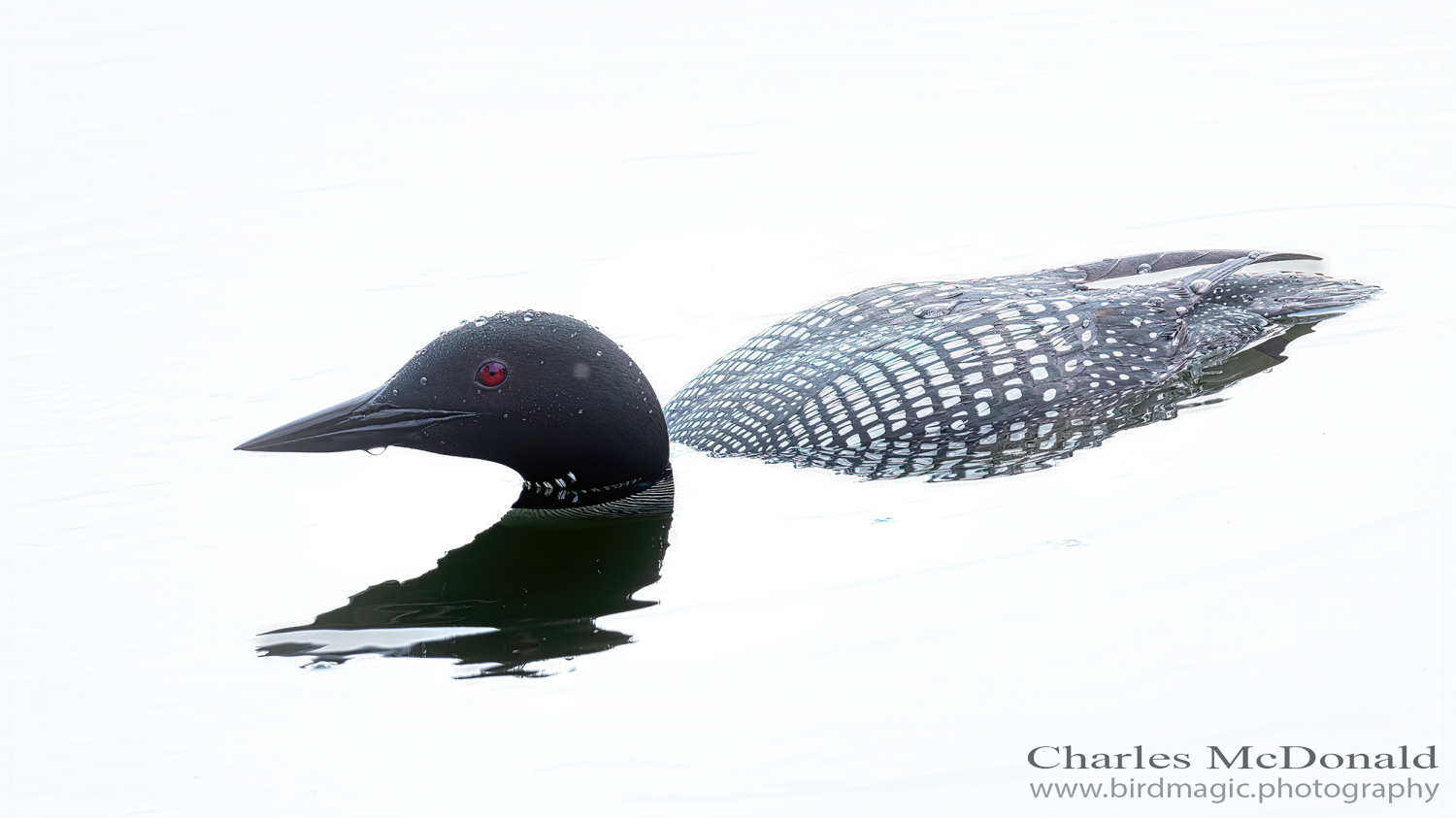 Common Loon