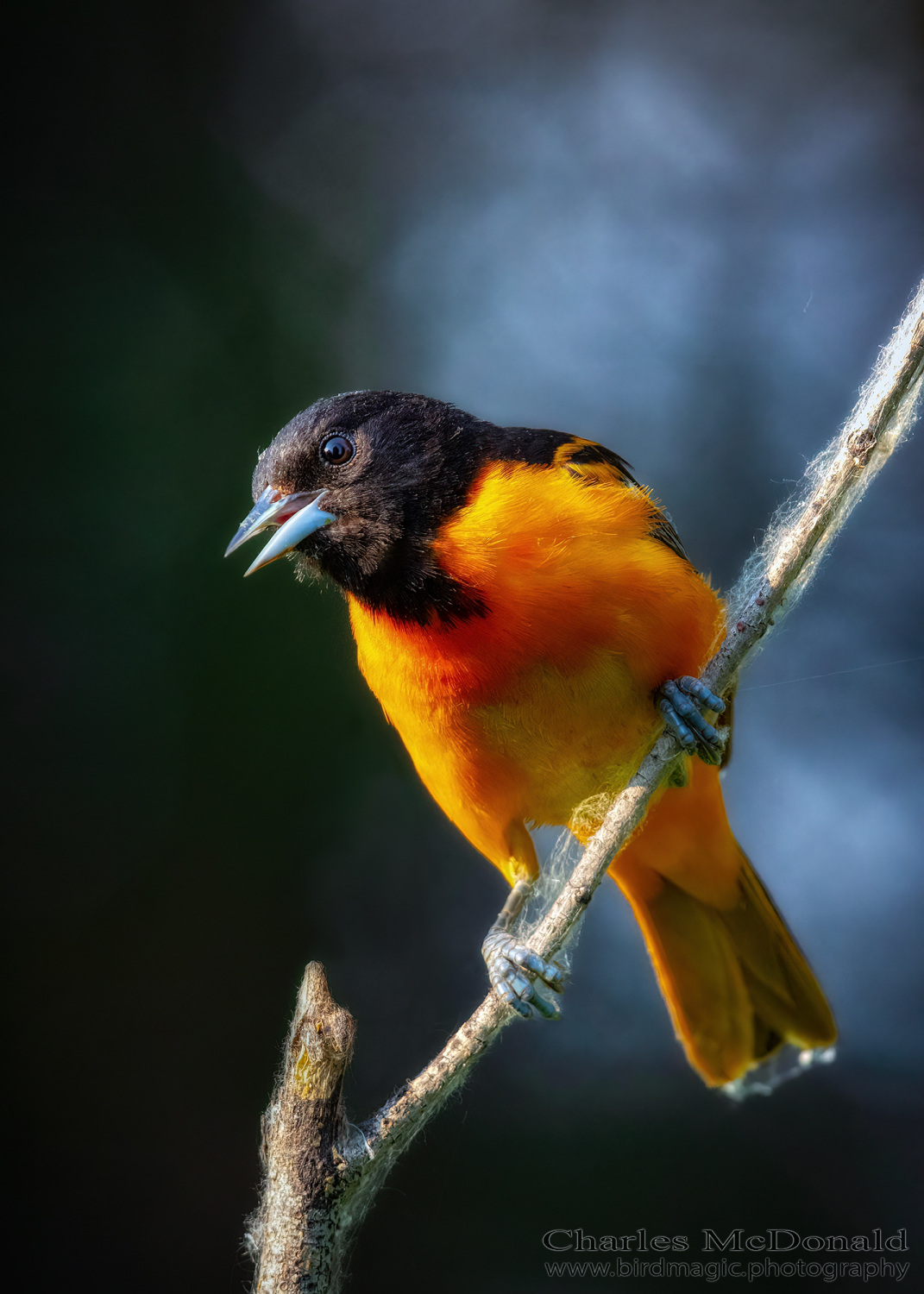 Baltimore Oriole