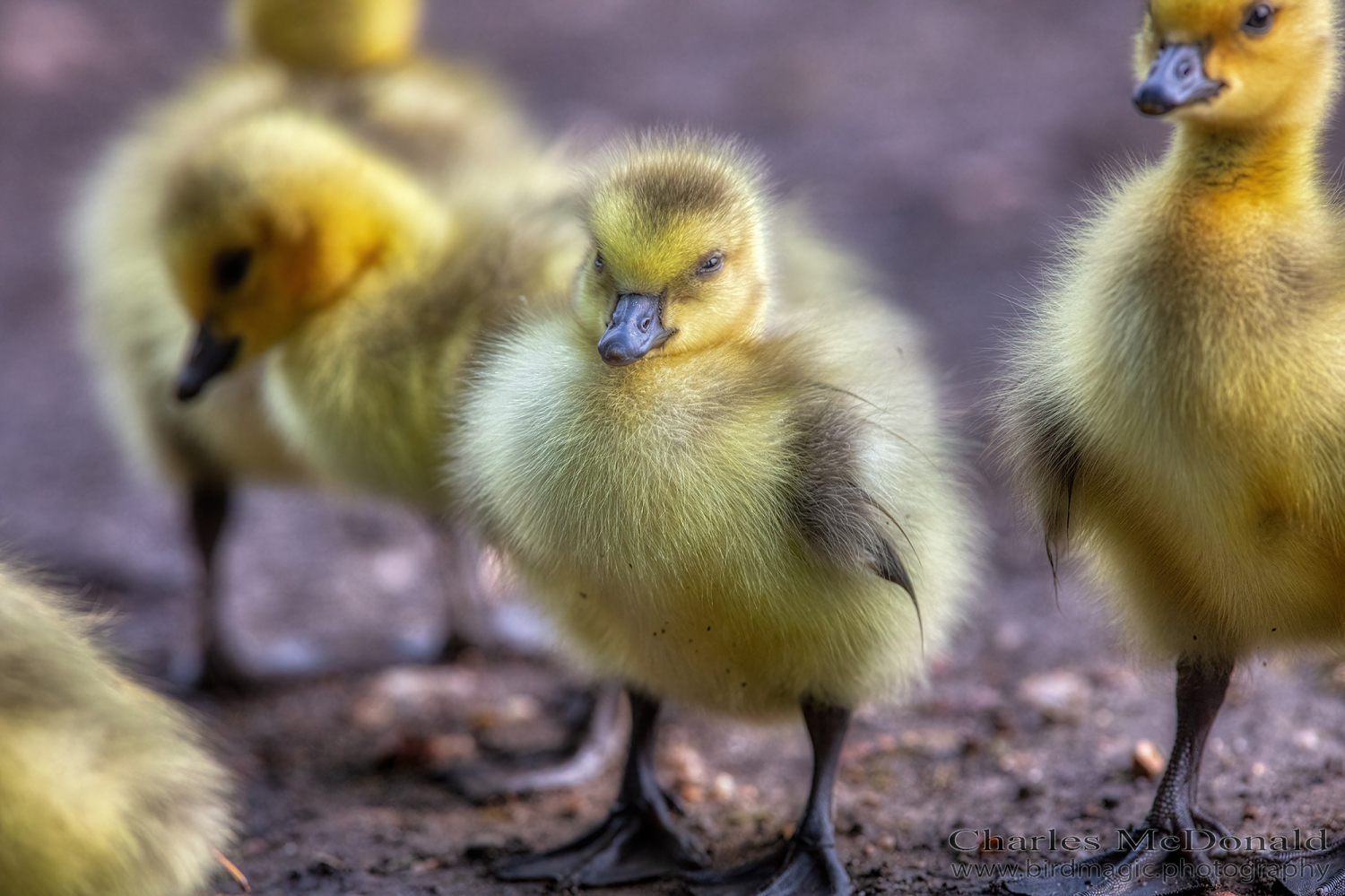 Canada Goose