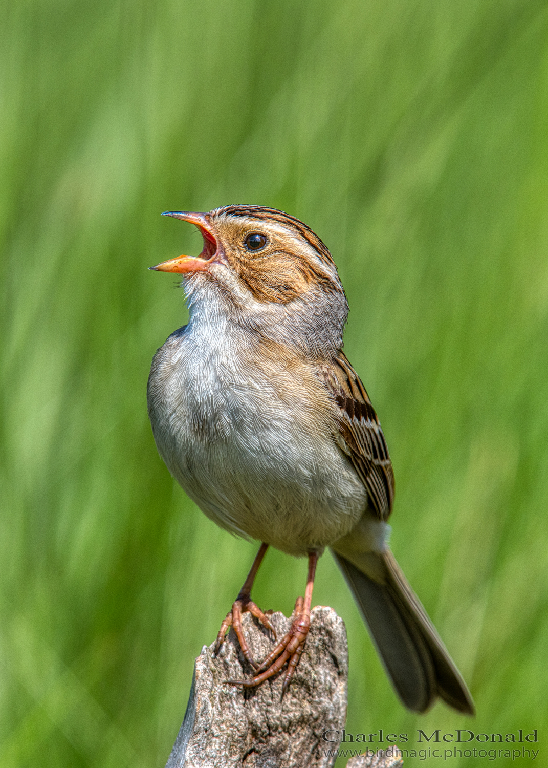 Clay-colored Sparrow