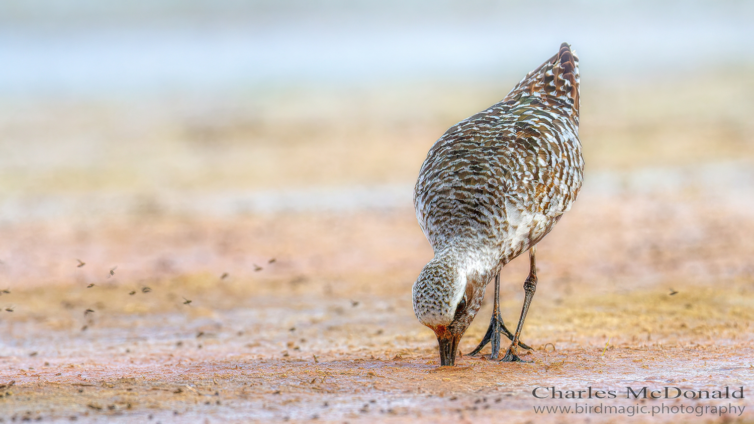 Black-bellied Plover