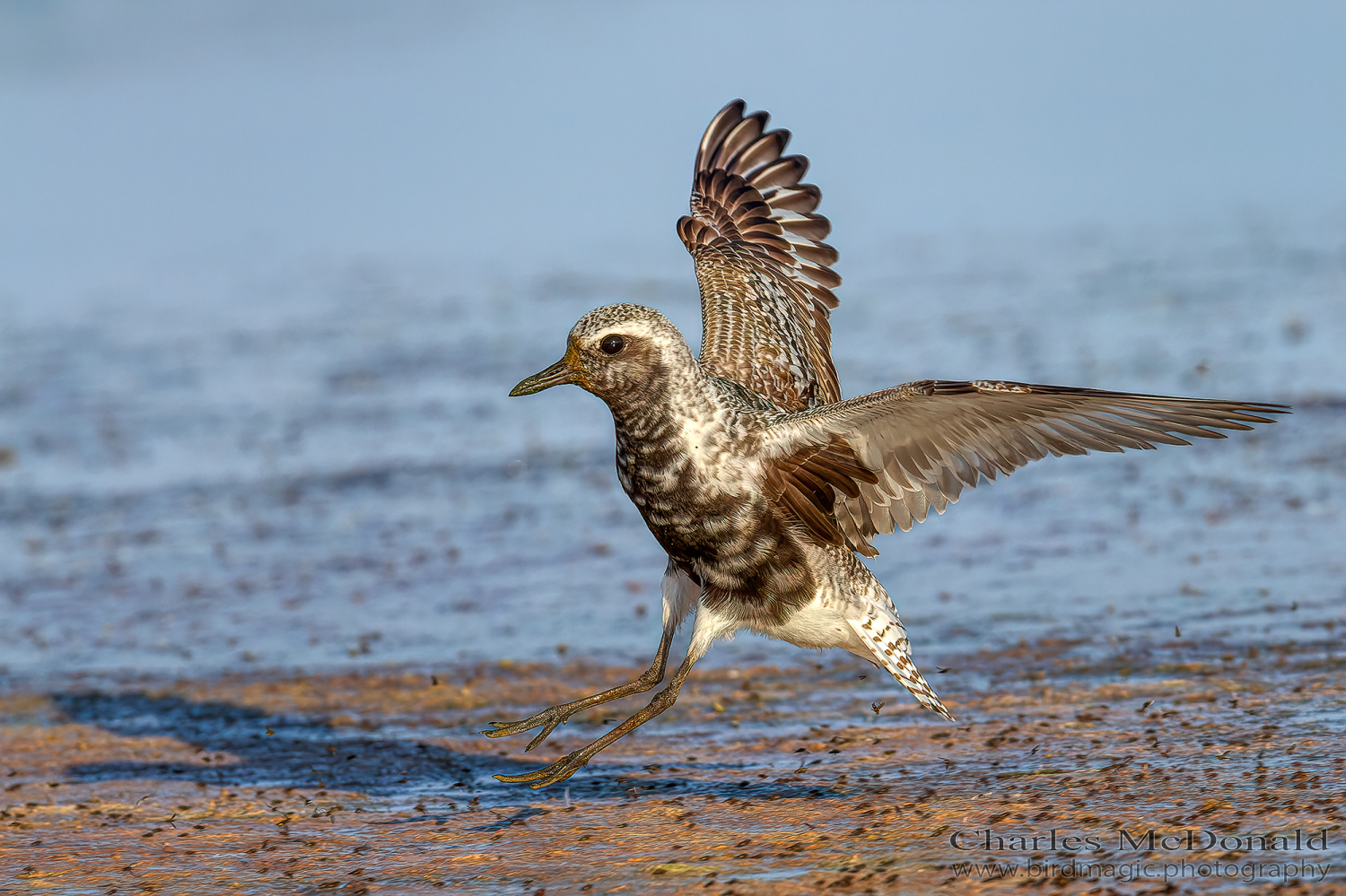 Black-bellied Plover