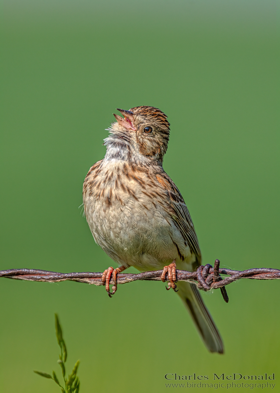 Vesper Sparrow