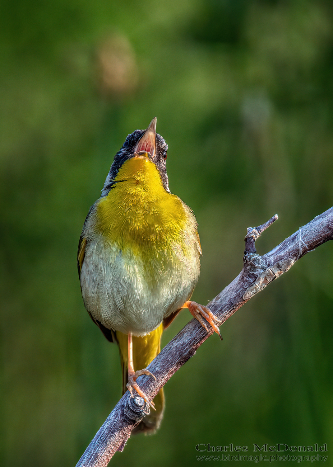 Common Yellowthroat