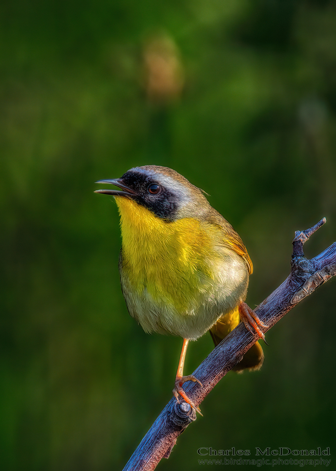 Common Yellowthroat