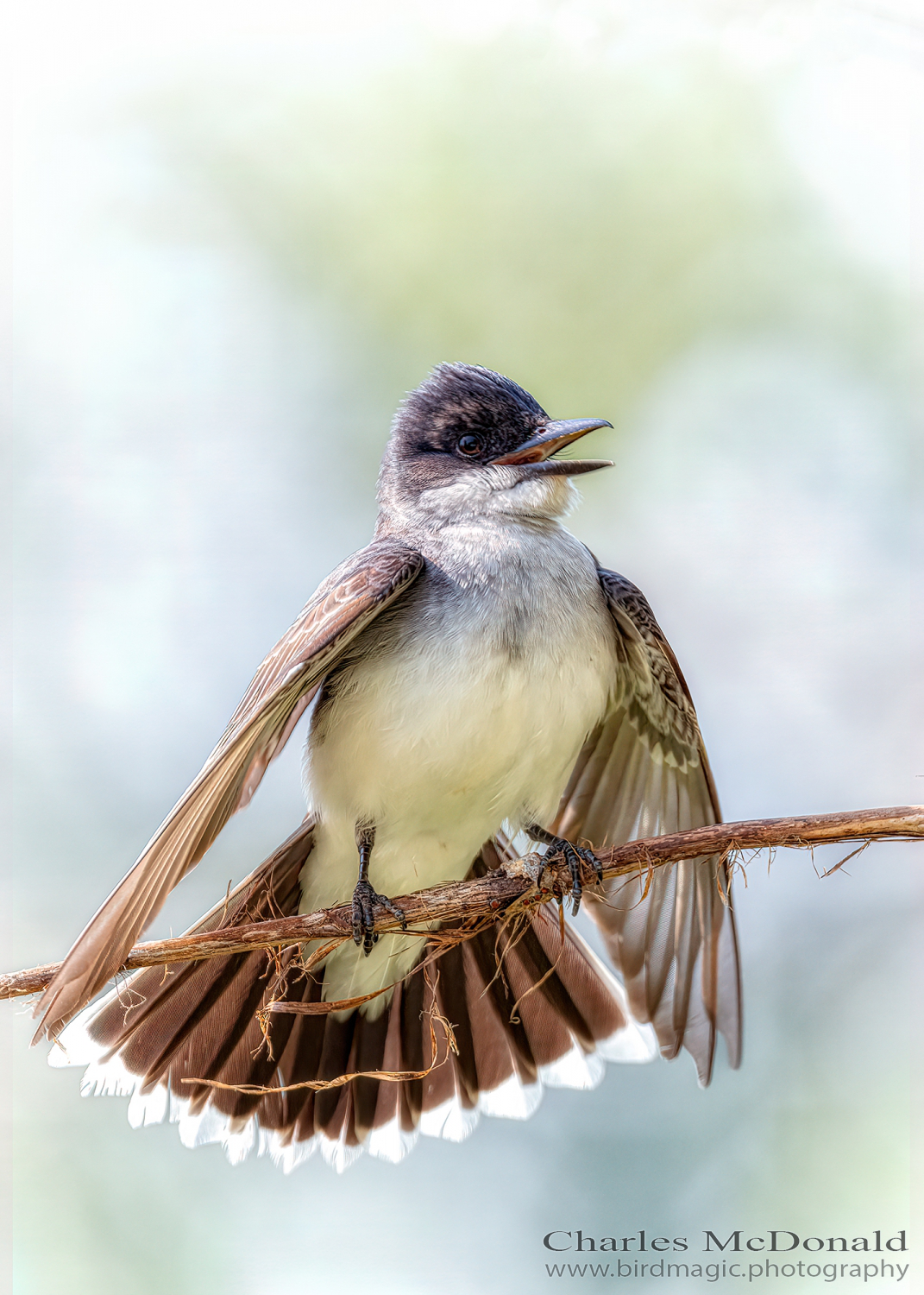 Eastern Kingbird