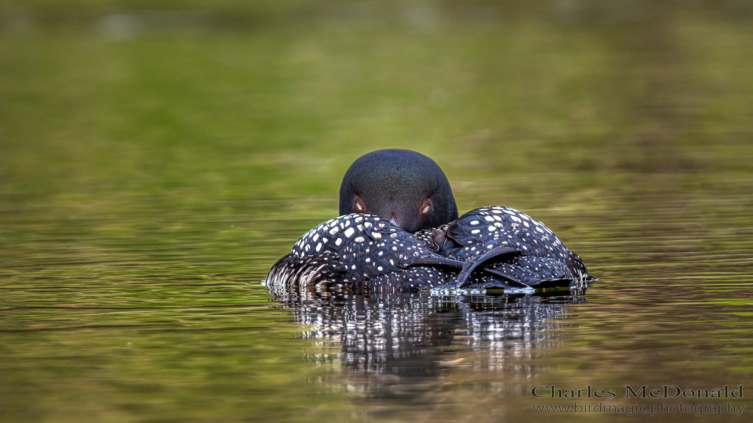 Common Loon