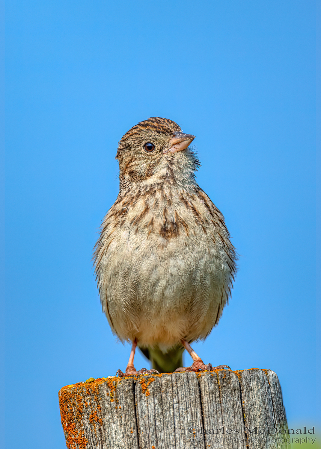 Vesper Sparrow