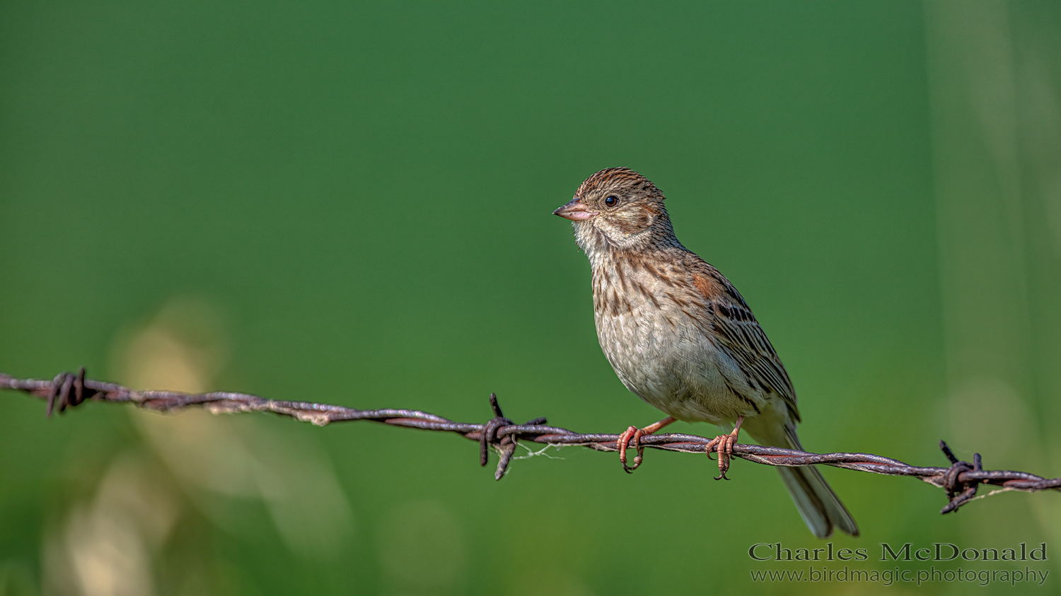 Vesper Sparrow