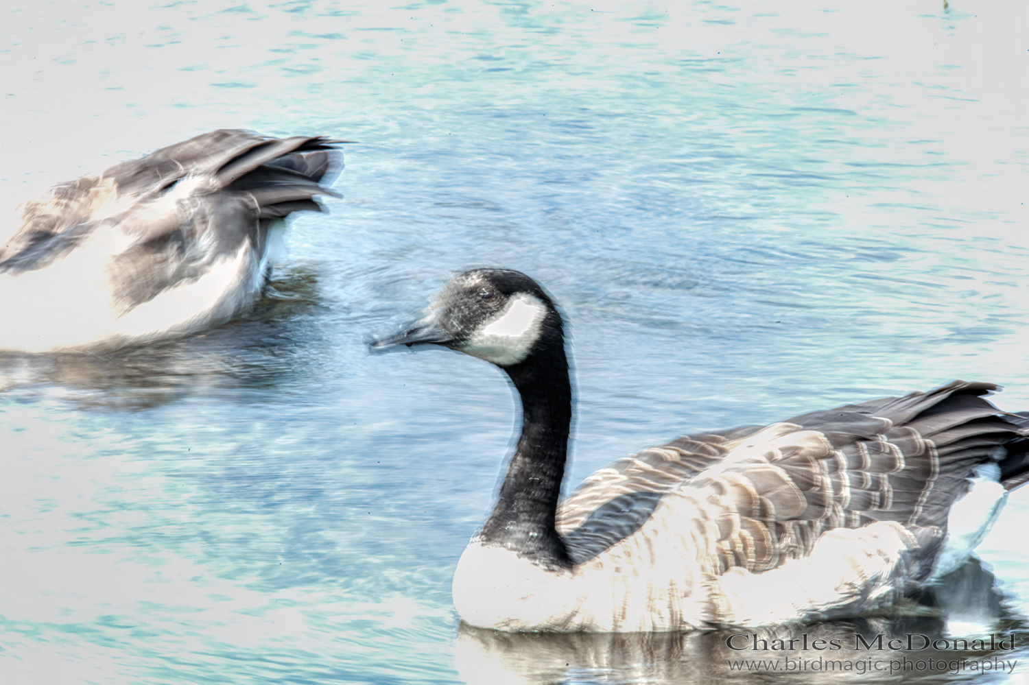 Canada Goose