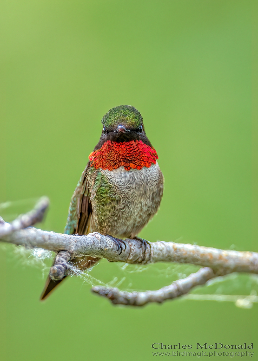 Ruby-throated Hummingbird