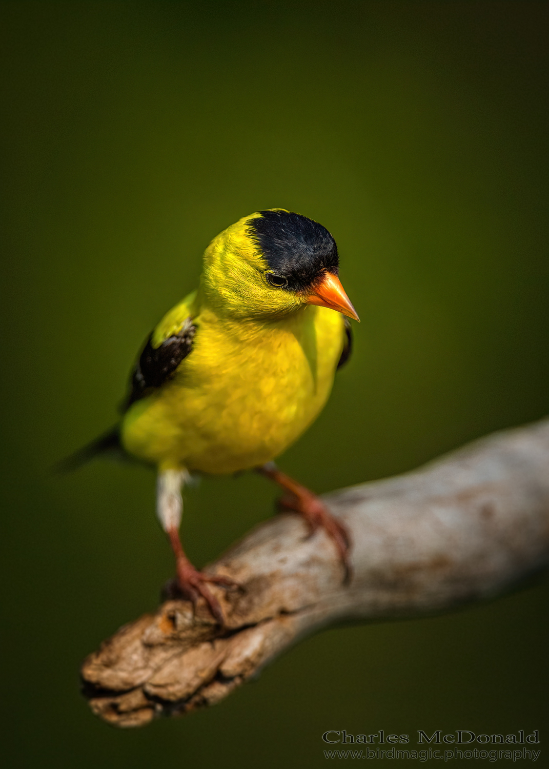 American Goldfinch