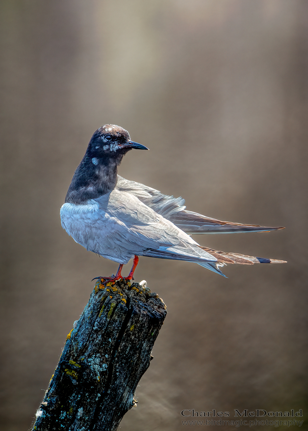 Black Tern