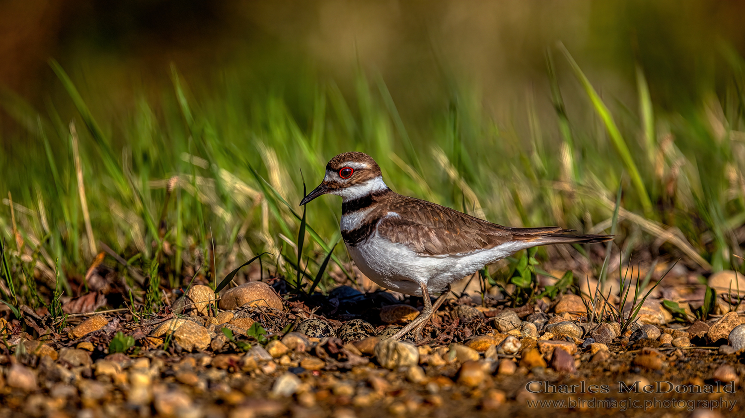 Killdeer