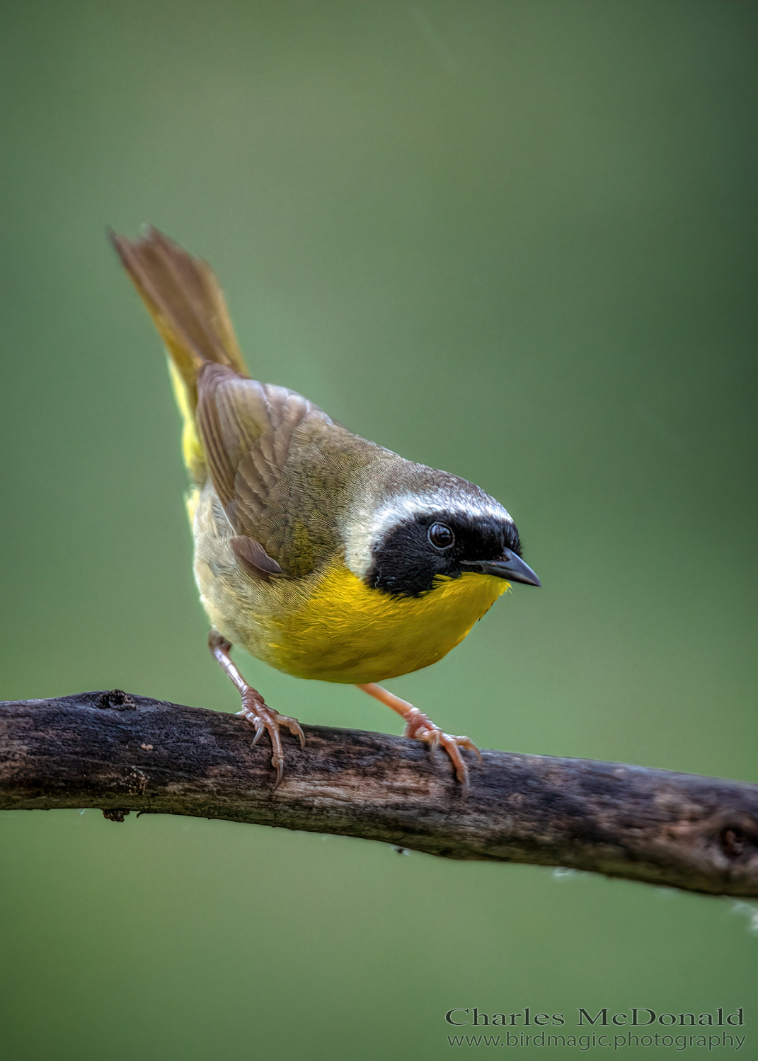 Common Yellowthroat