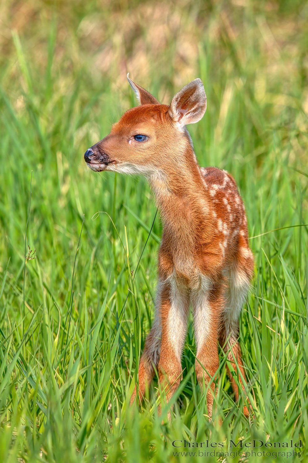 Fawn