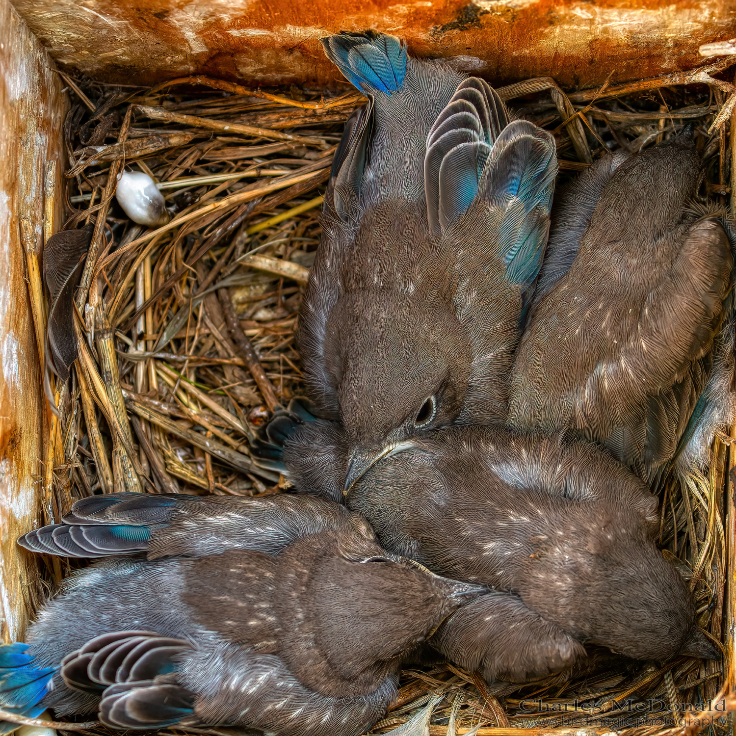 Mountain Bluebird