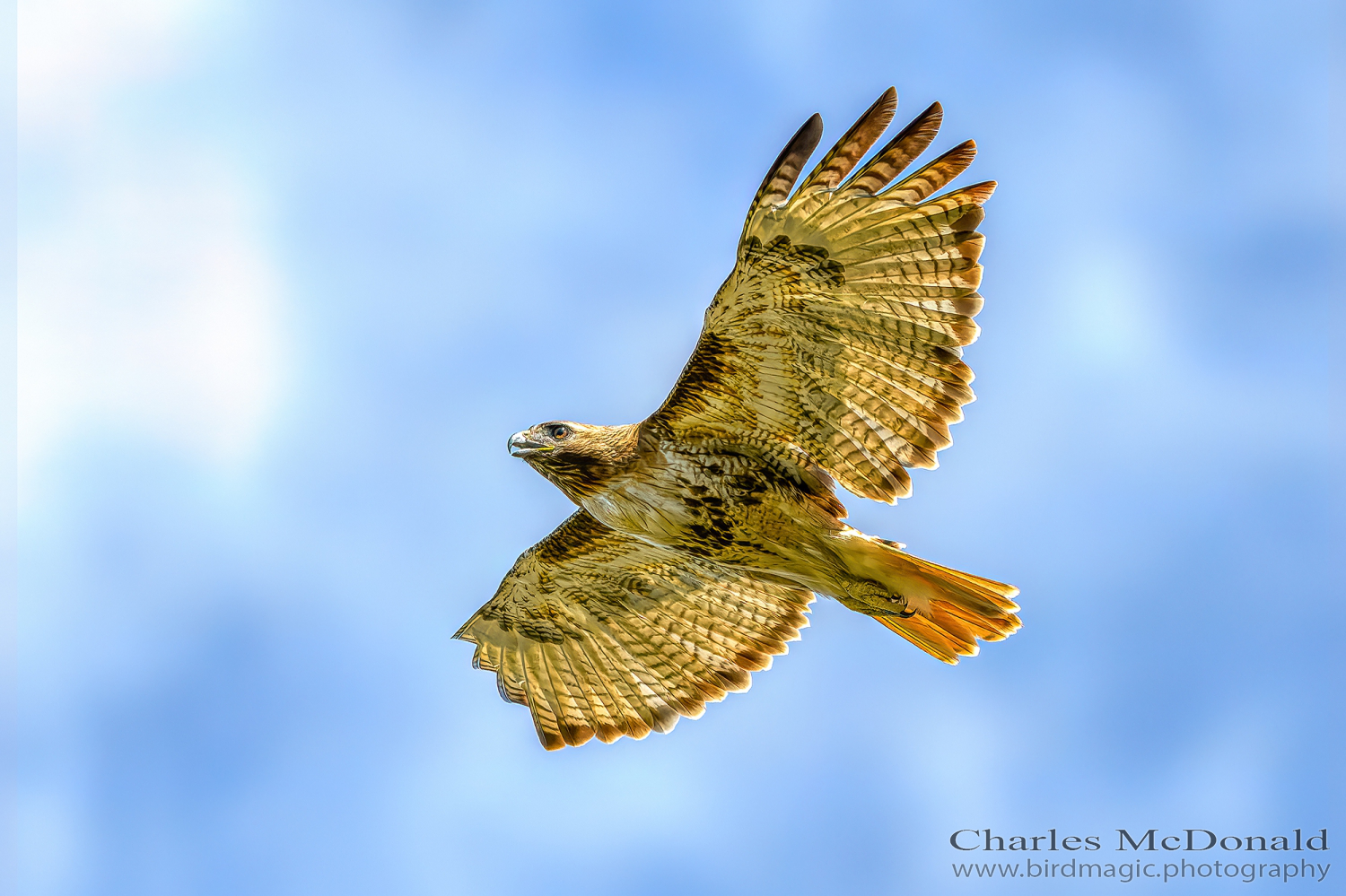 Red-tailed Hawk