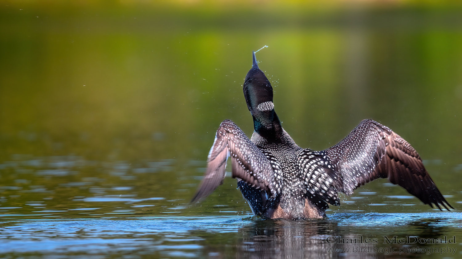 Common Loon