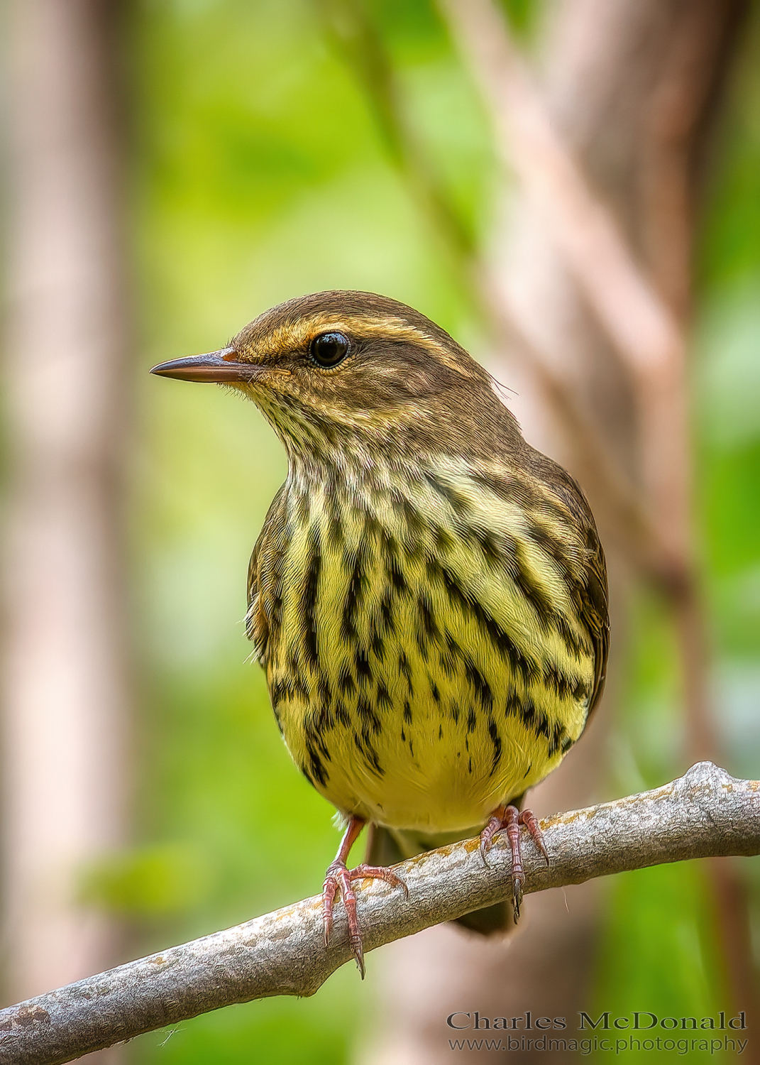 Northern Waterthrush