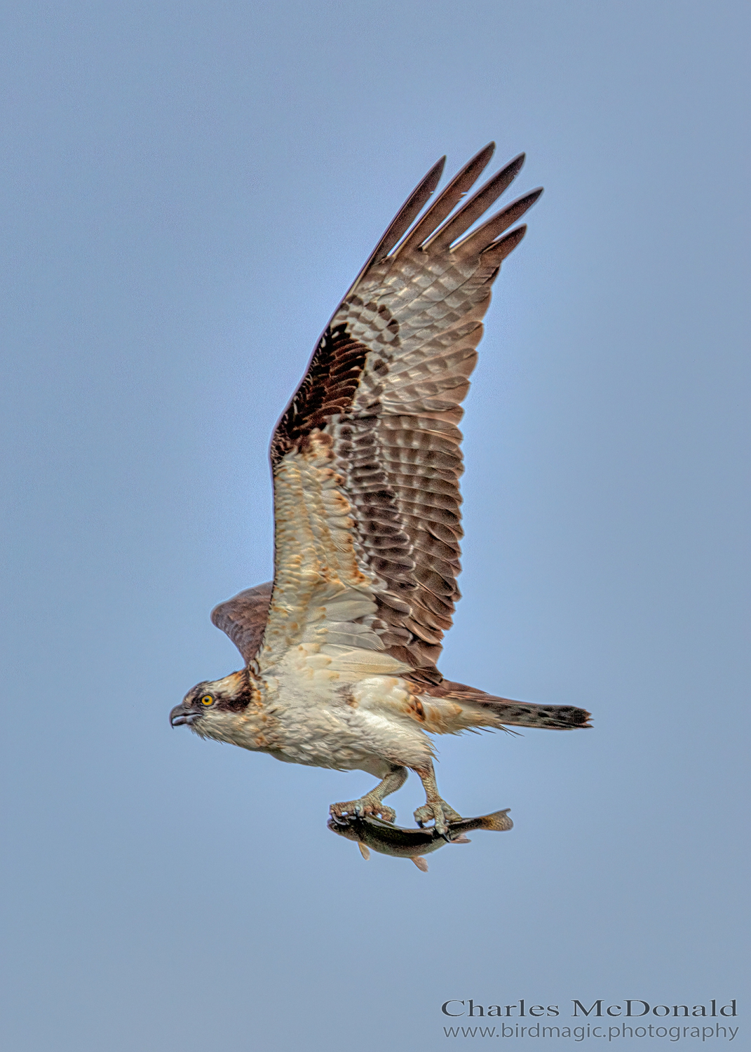 Osprey