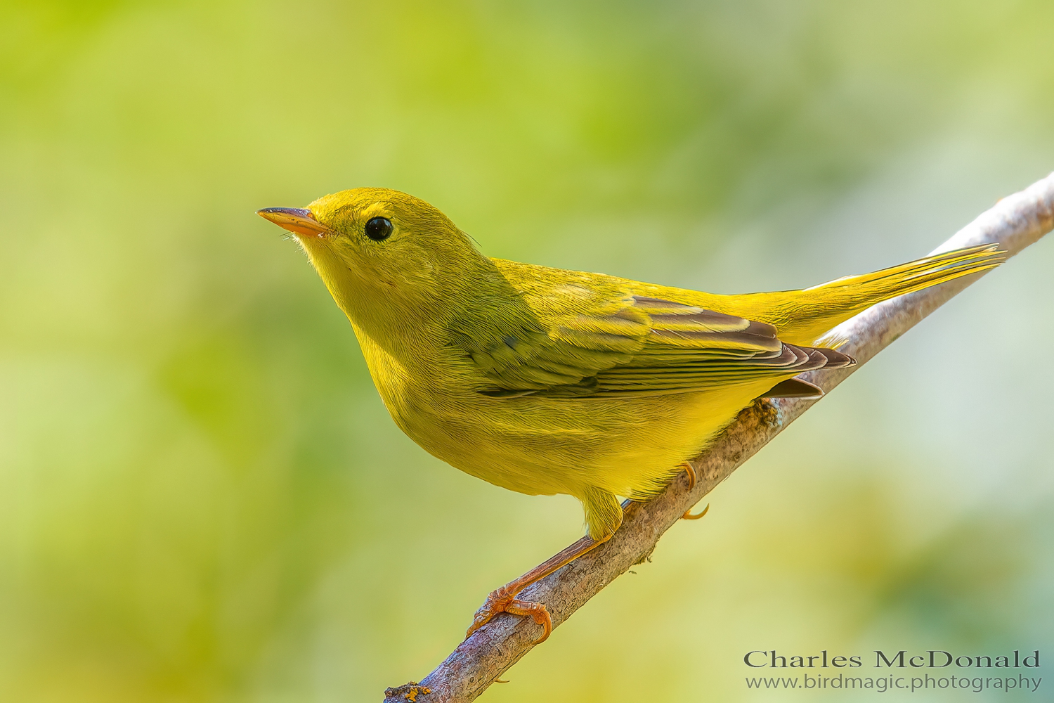 Yellow Warbler