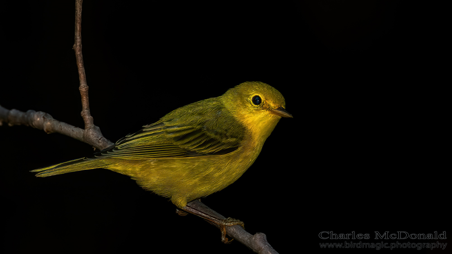 Yellow Warbler