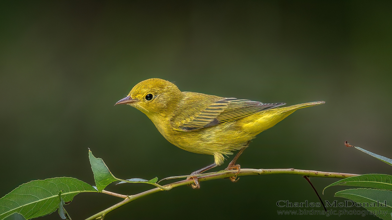 Yellow Warbler