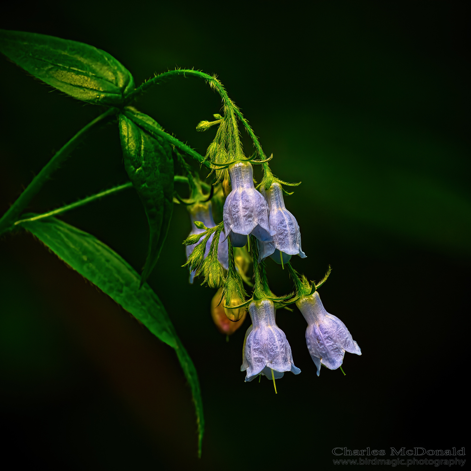 Blue harebell