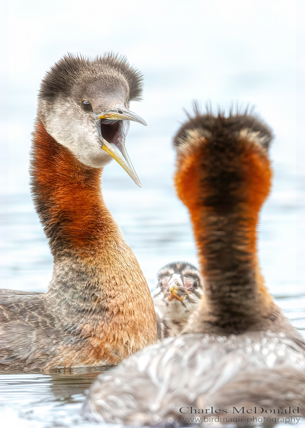 Red-necked Grebe