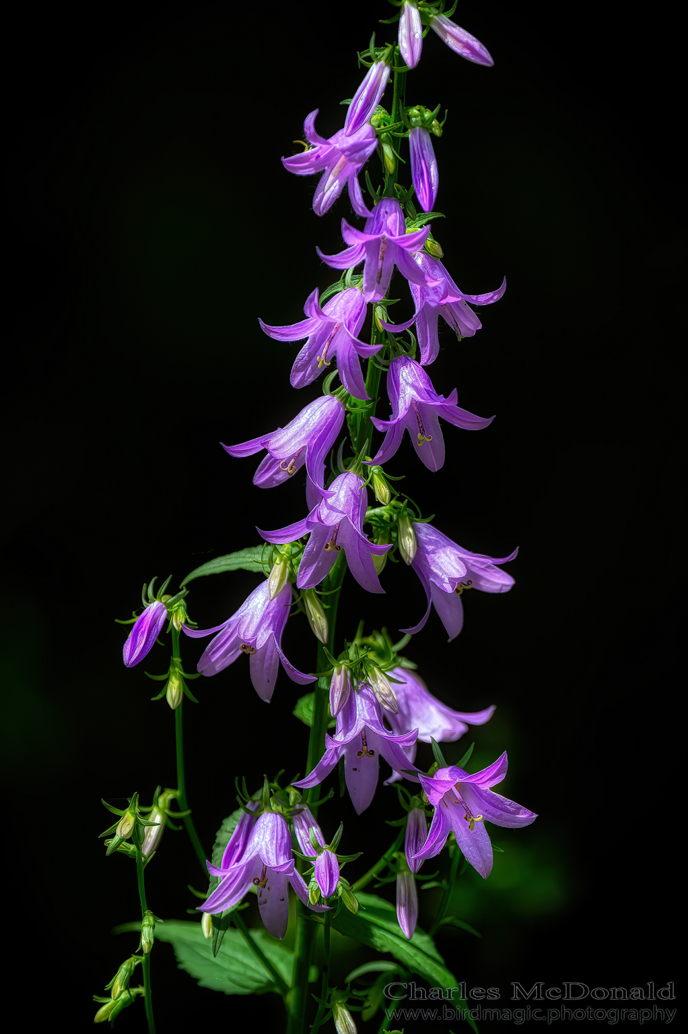 Harebell