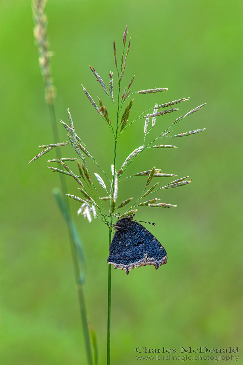 Mourning cloak