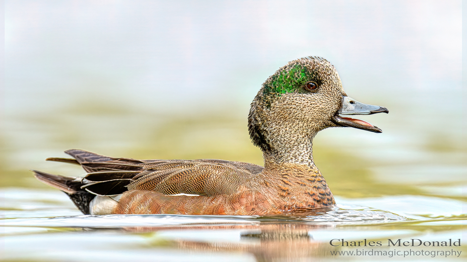 American Wigeon