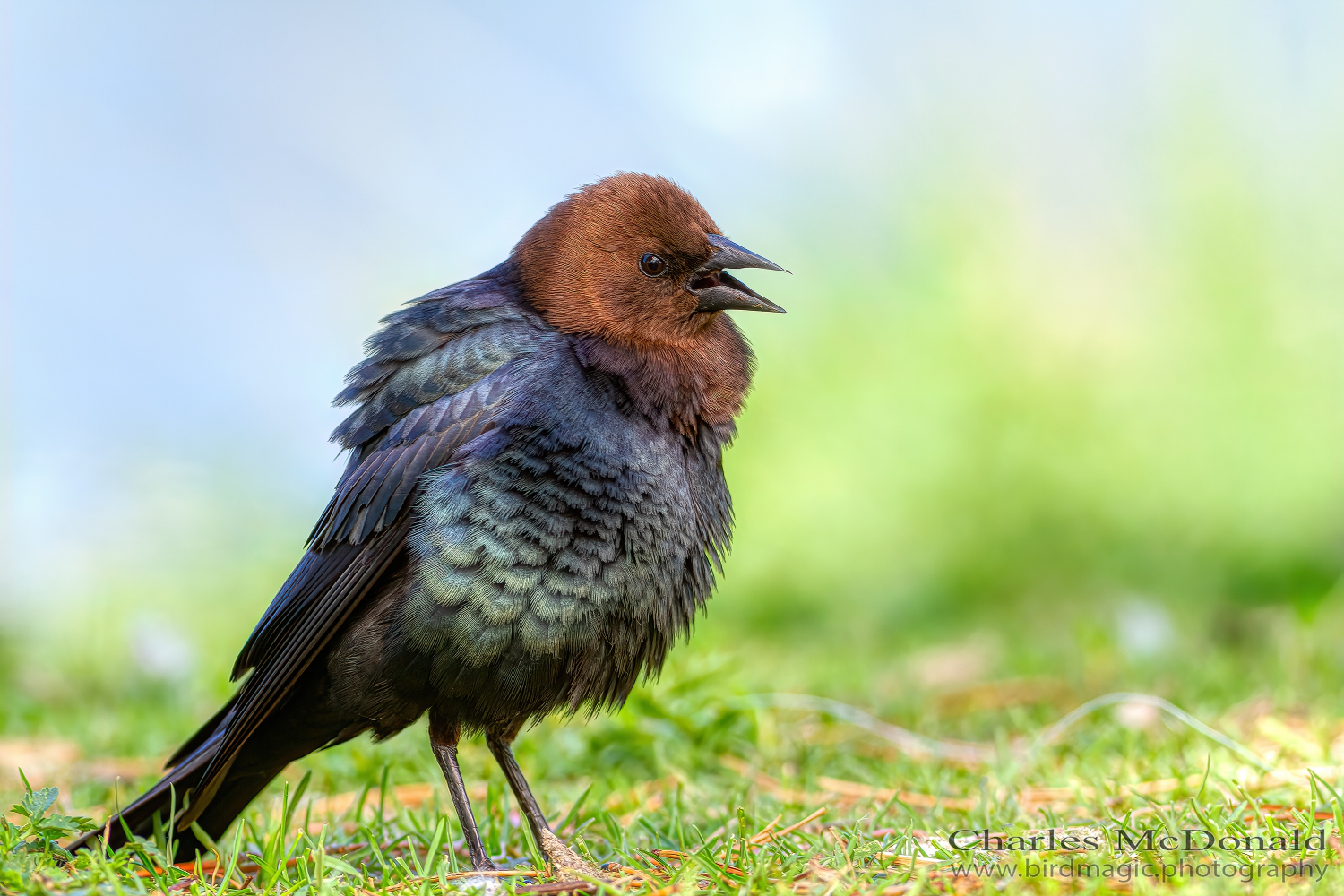 Brown-headed Cowbird