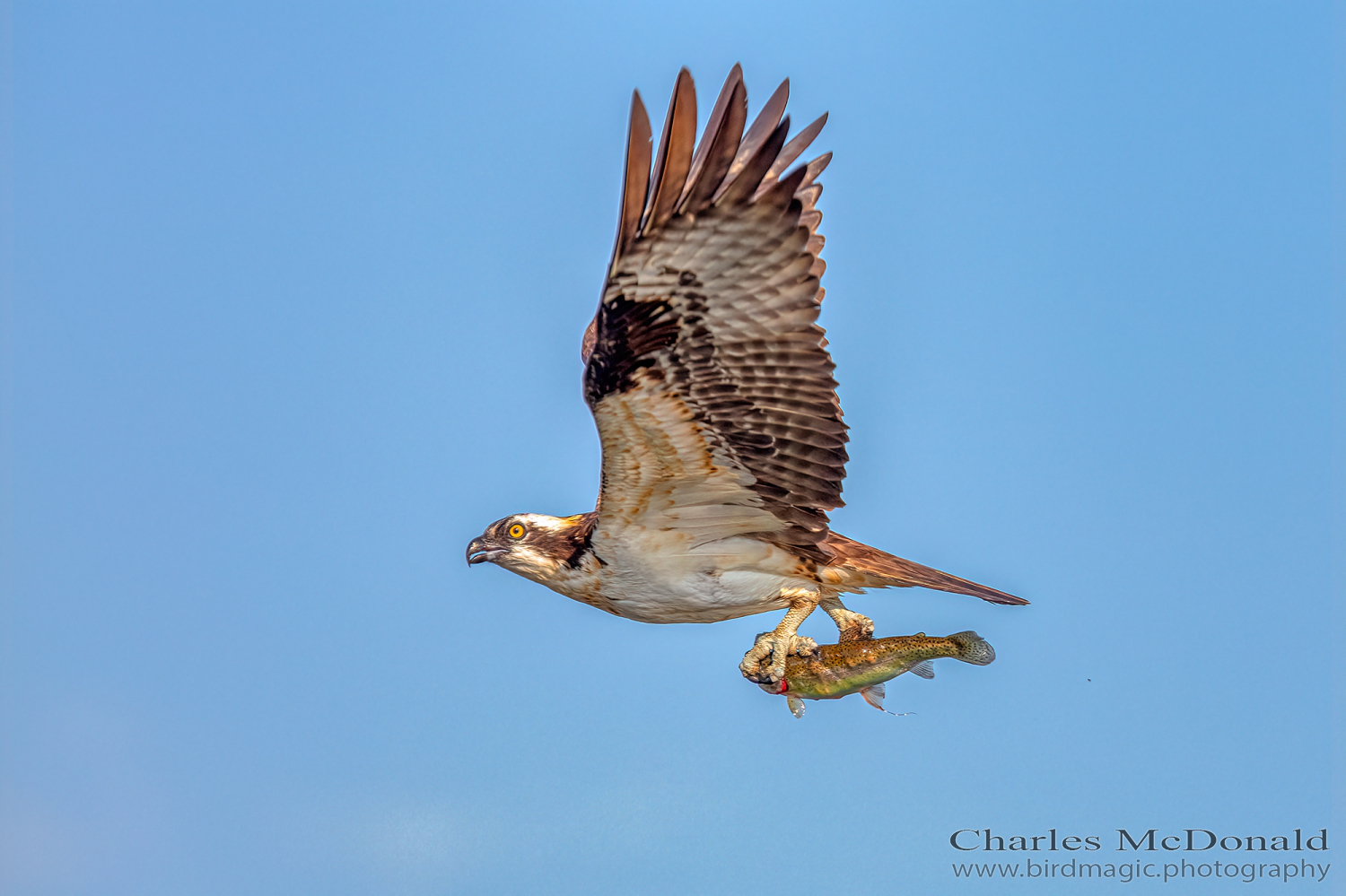 Osprey