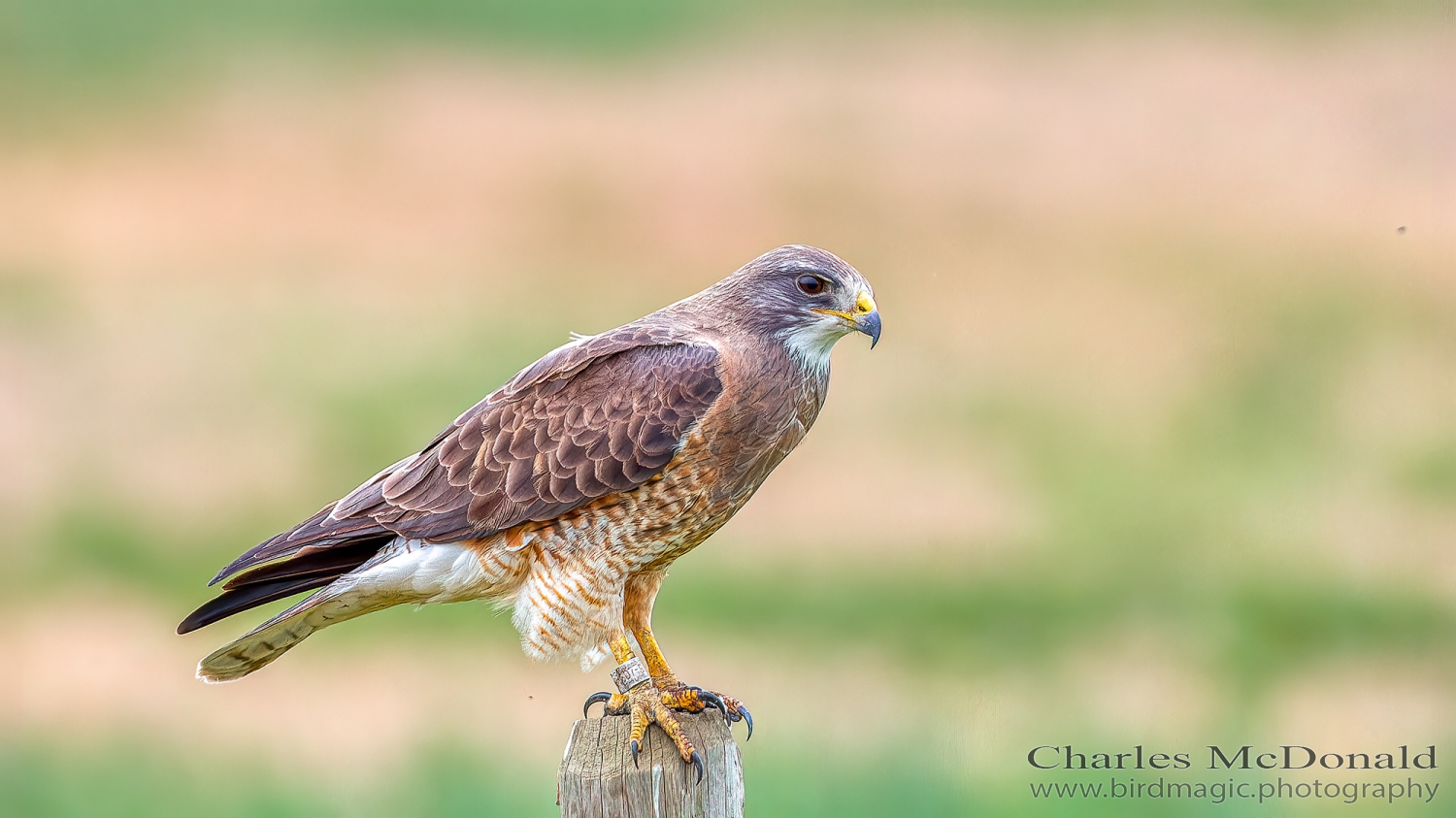 Swainson's Hawk