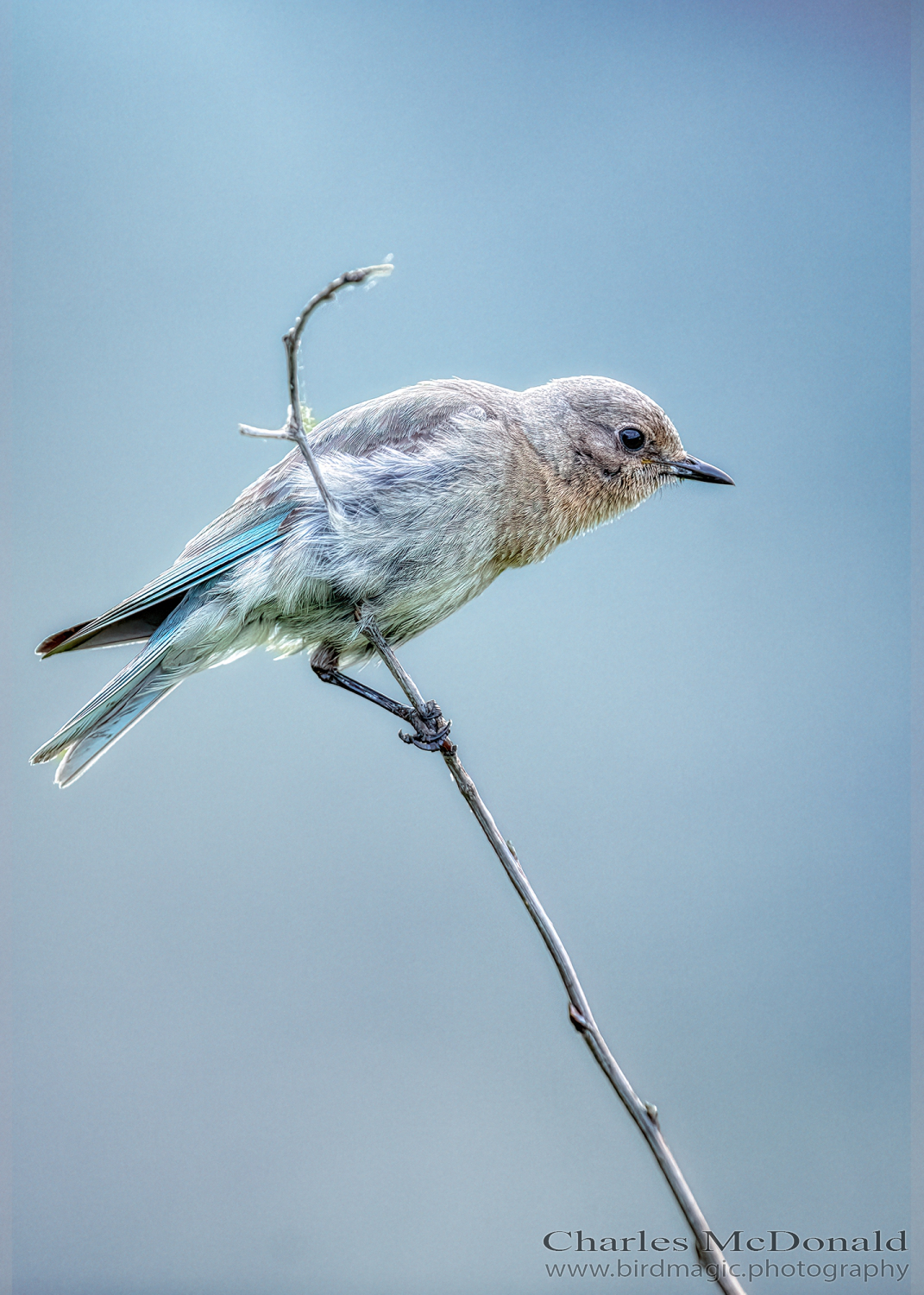 Mountain Bluebird